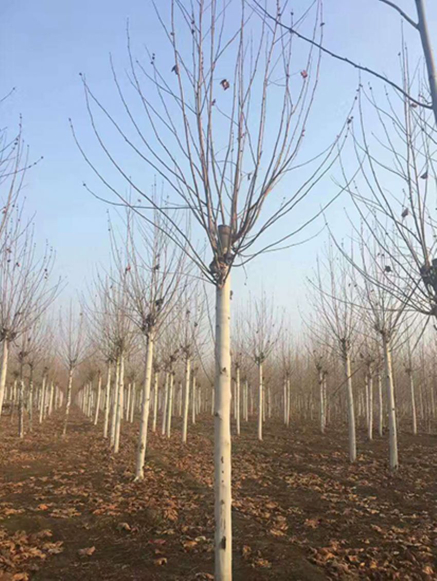 點擊查看詳細信息<br>標題：法桐 閱讀次數：3185